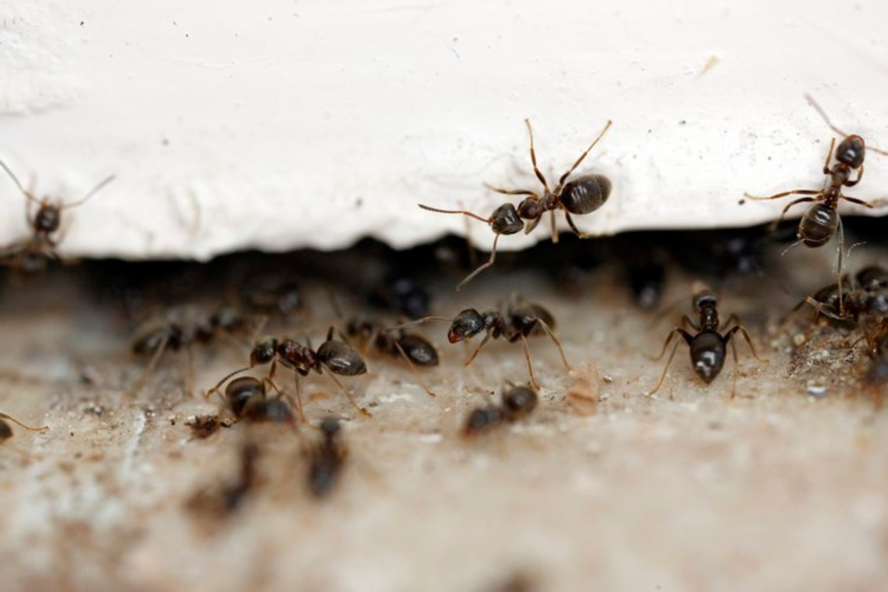 10 faits à connaître sur les fourmis