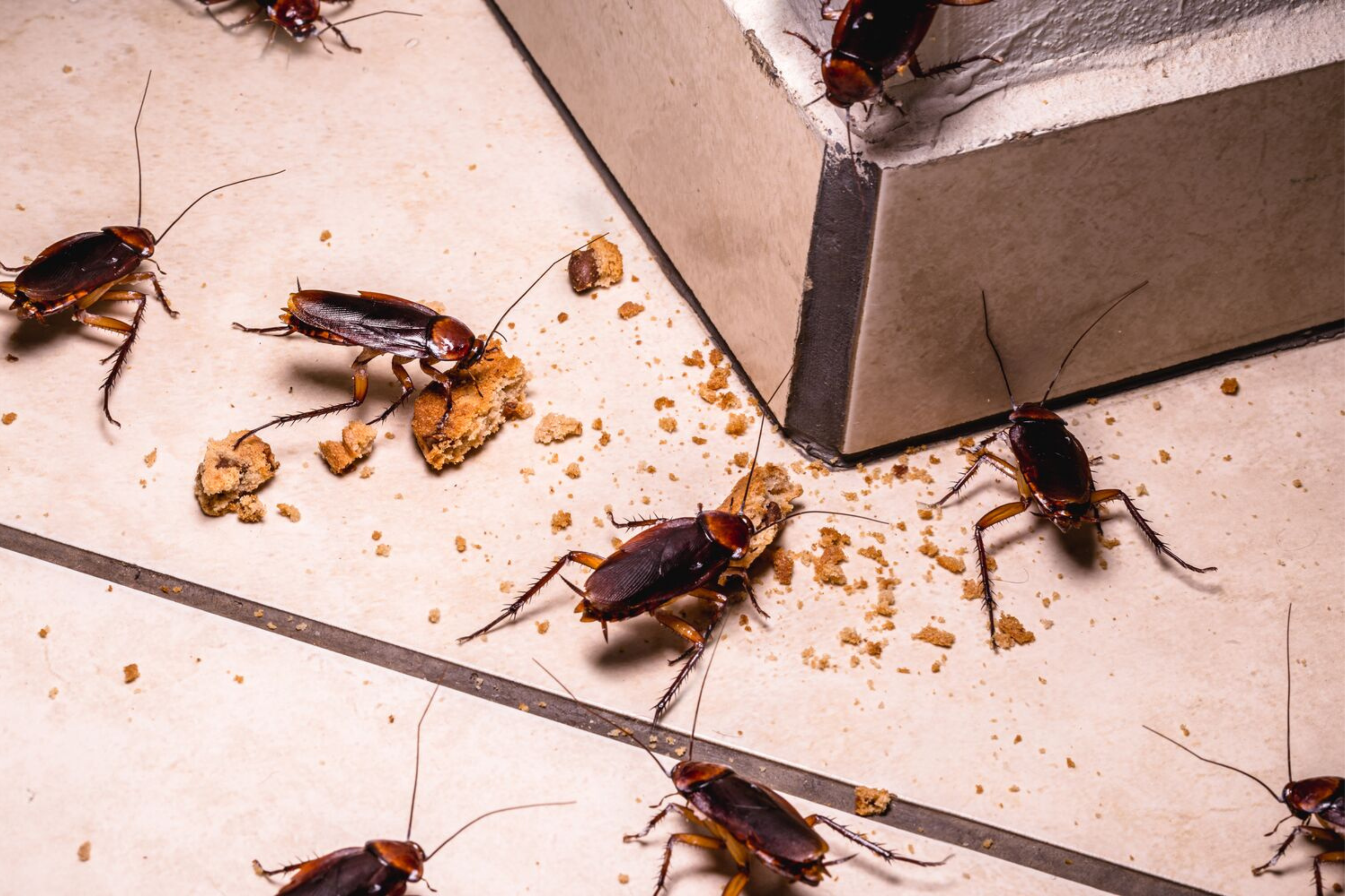 Cafard ou blatte : comment s’en débarrasser ?