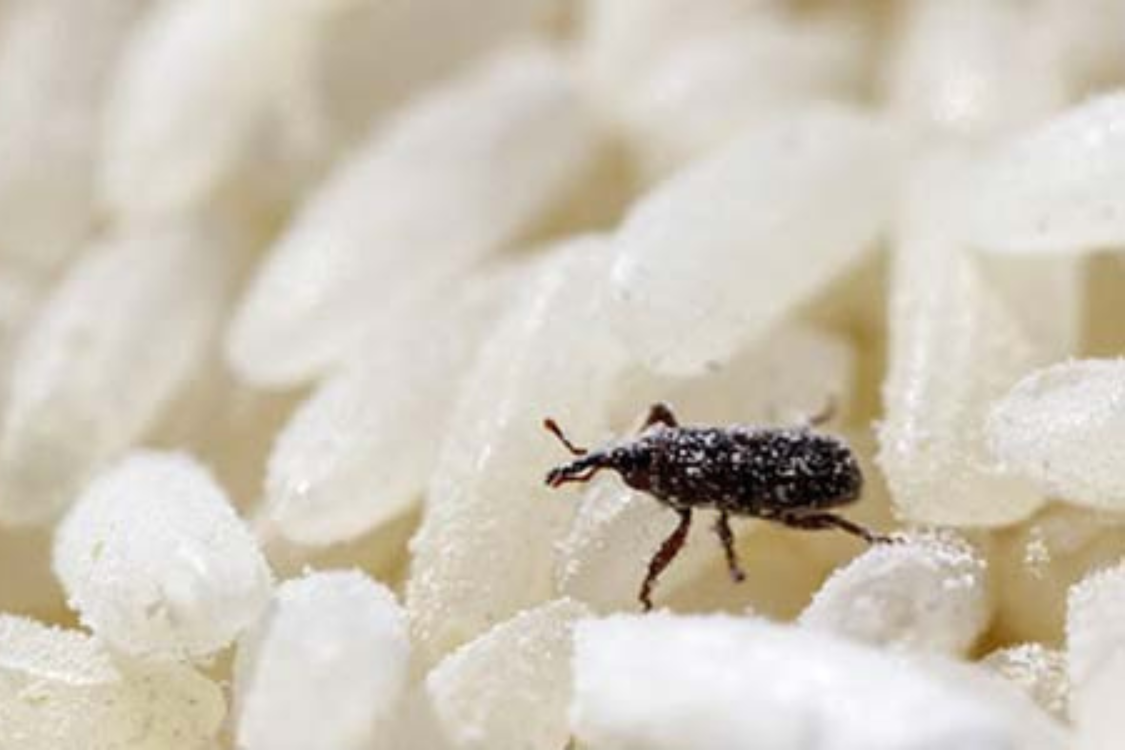 Espèces courantes d’insectes des produits stockés