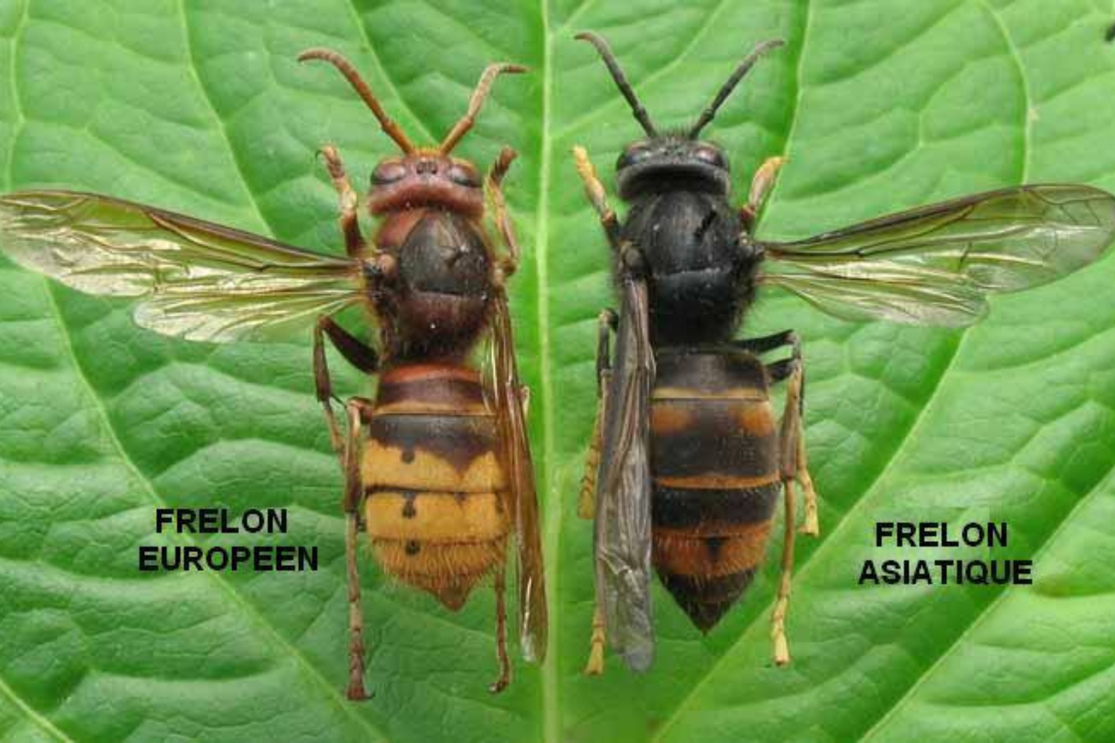 Espèces de frelons : frelon asiatique ou frelon européen ?