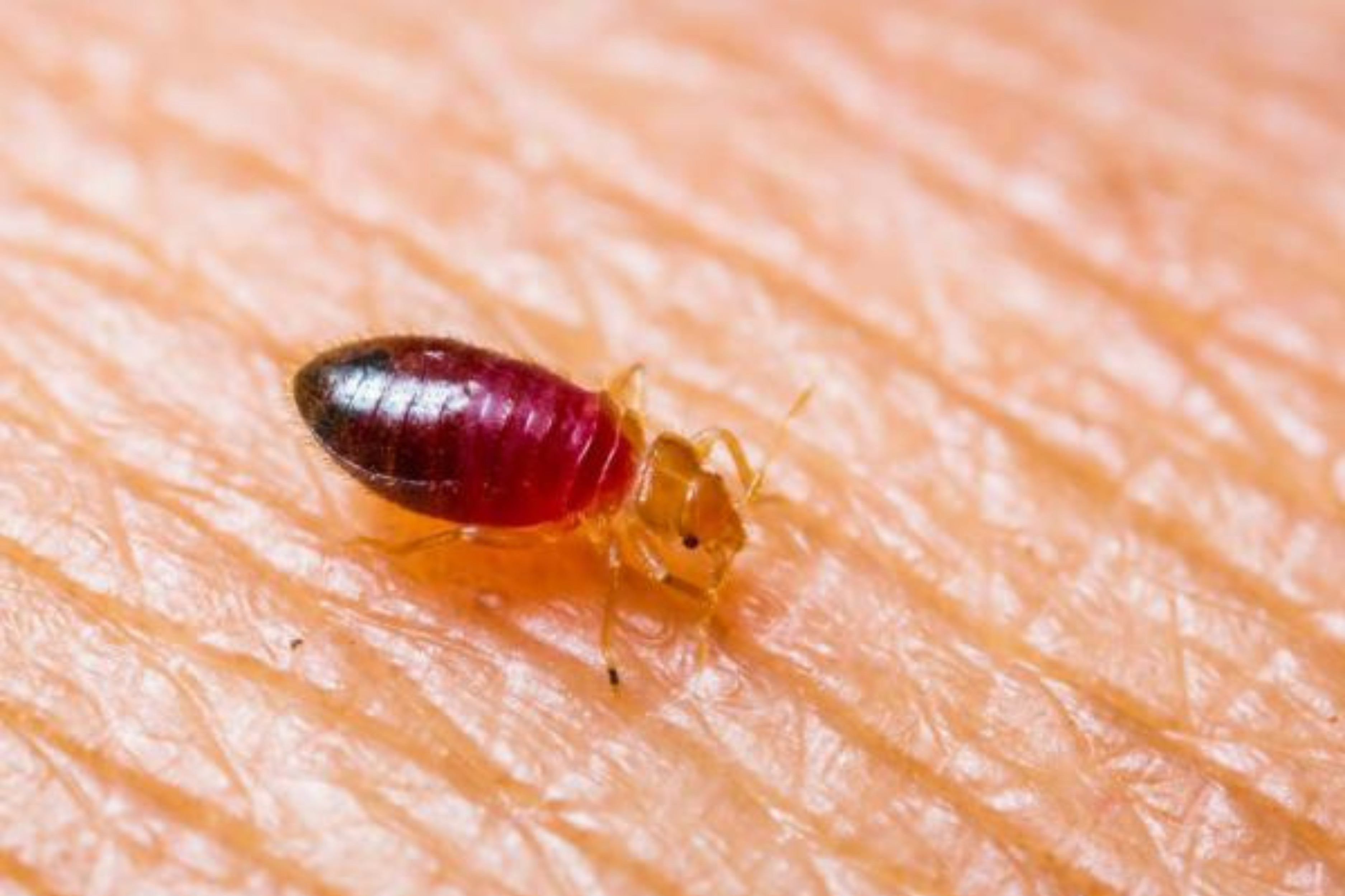 Insectes piqueurs : prévention, piqûres et bons réflexes