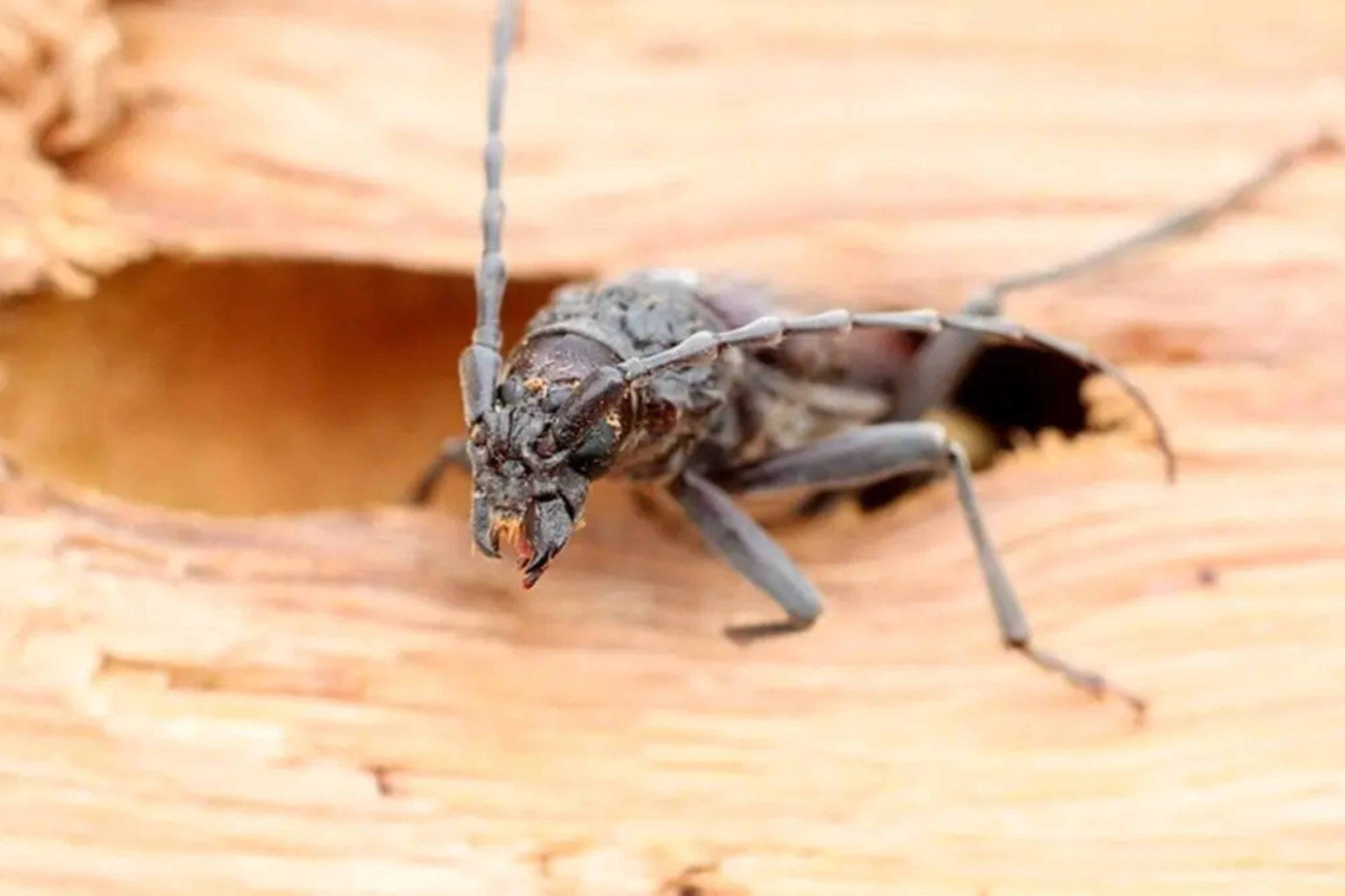 Insectes xylophages en France : comment les reconnaître ?