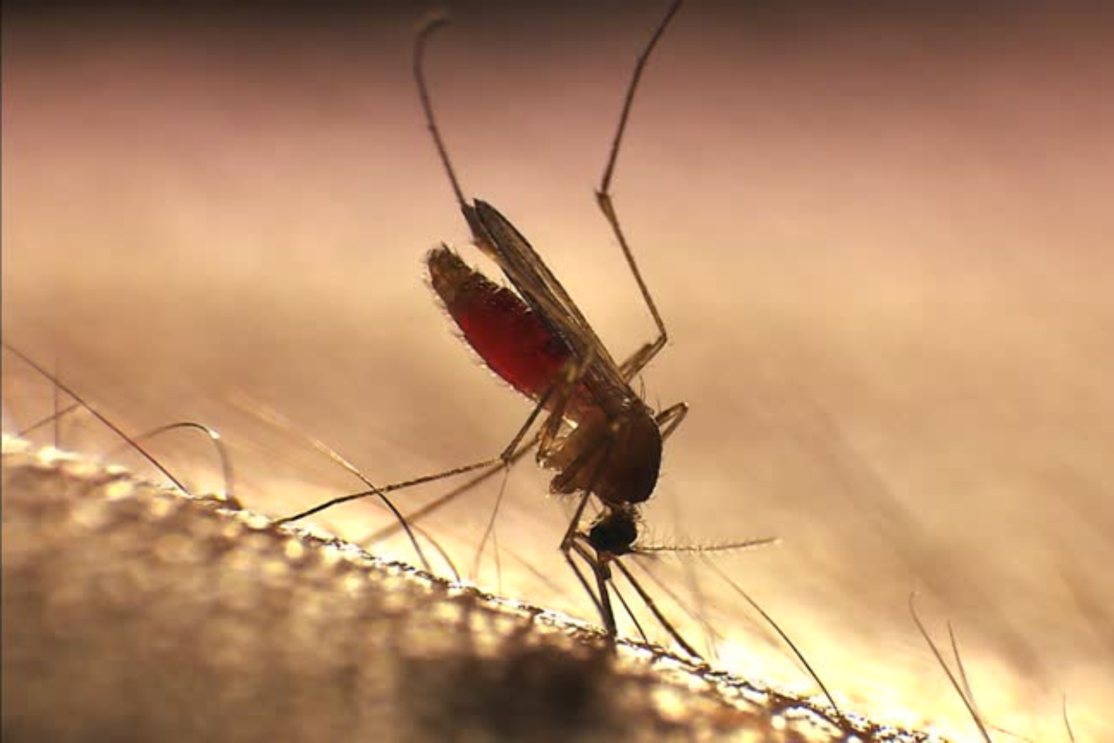 Moustique : 13 questions que tout le monde se pose