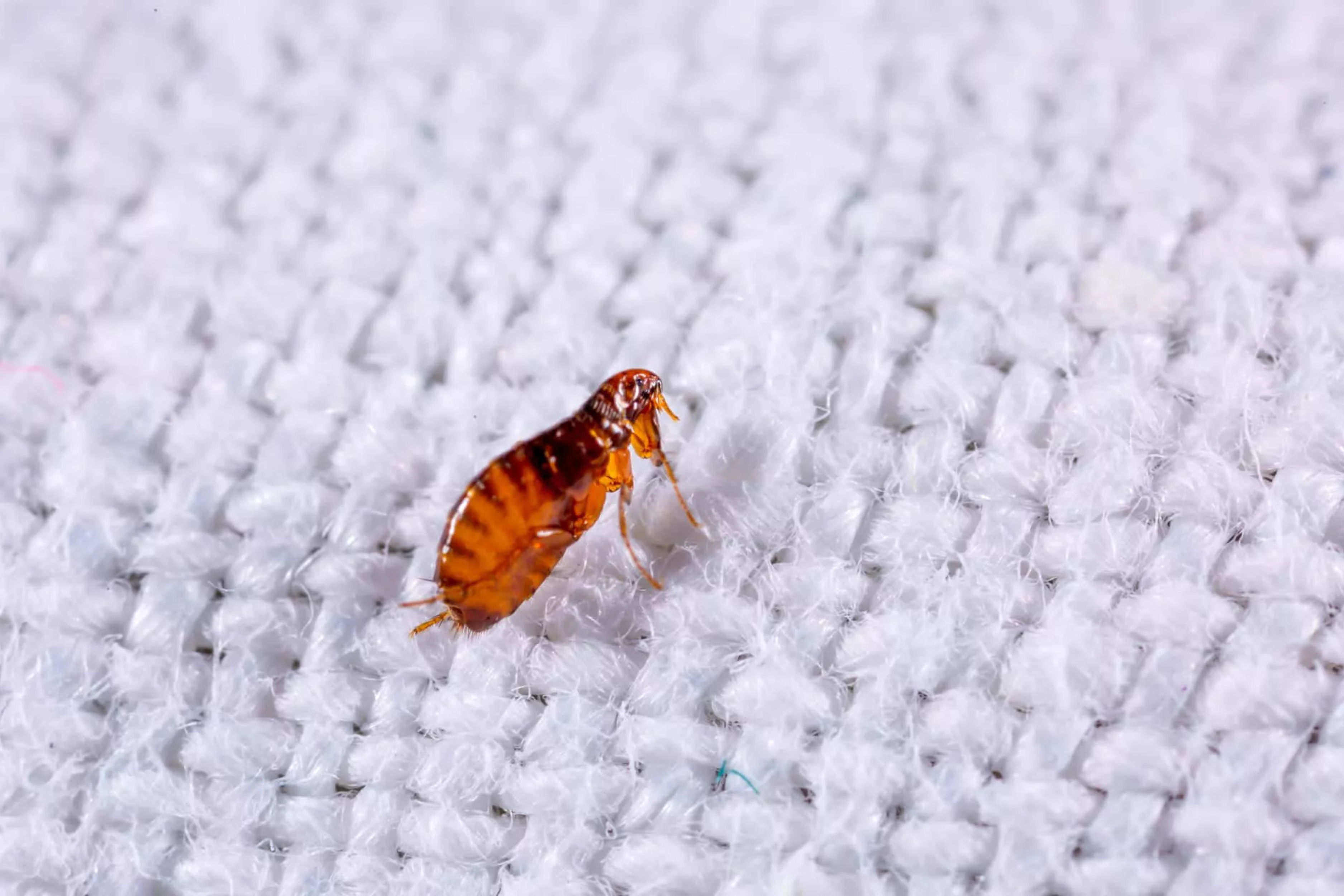 Puces dans la maison : comment s’en débarrasser ?