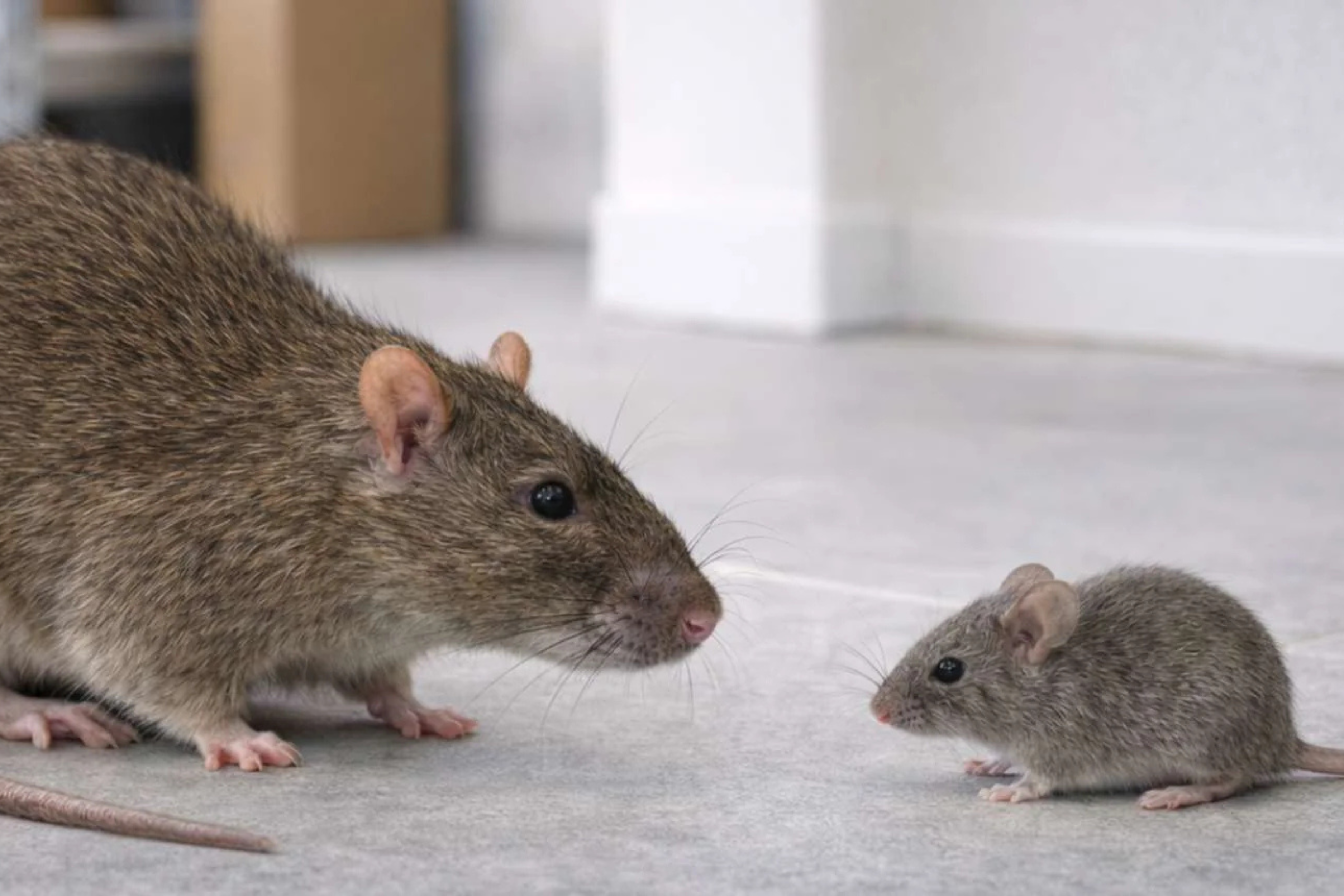Rats et souris : quelles différences ?