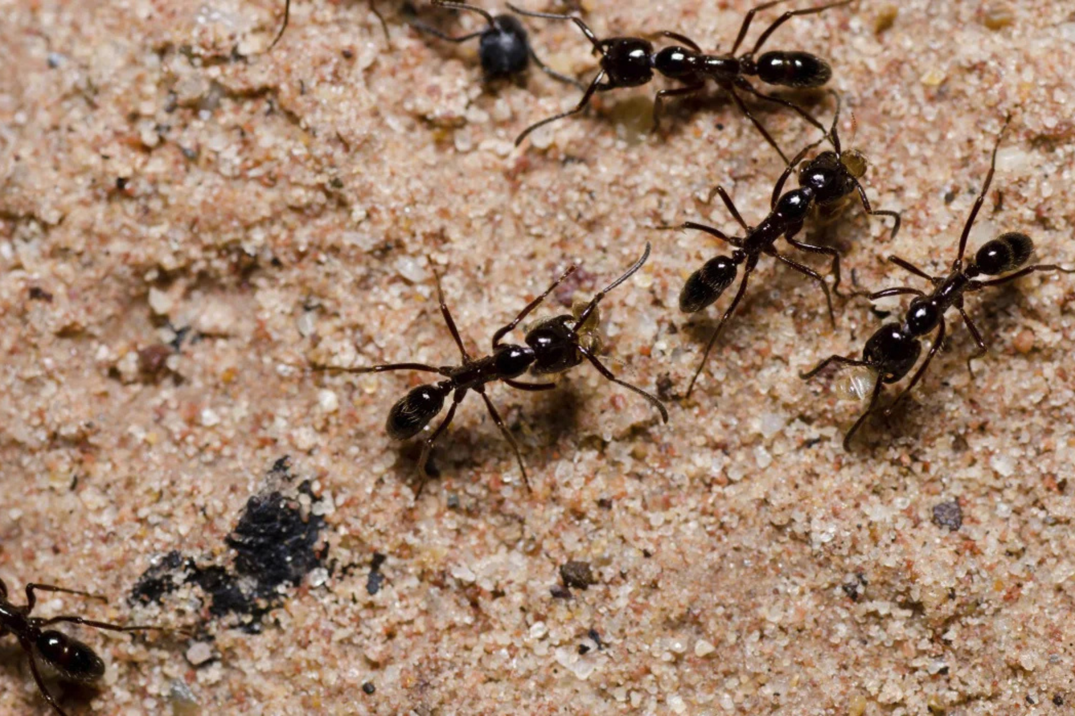 10 astuces naturelles pour se débarrasser des fourmis