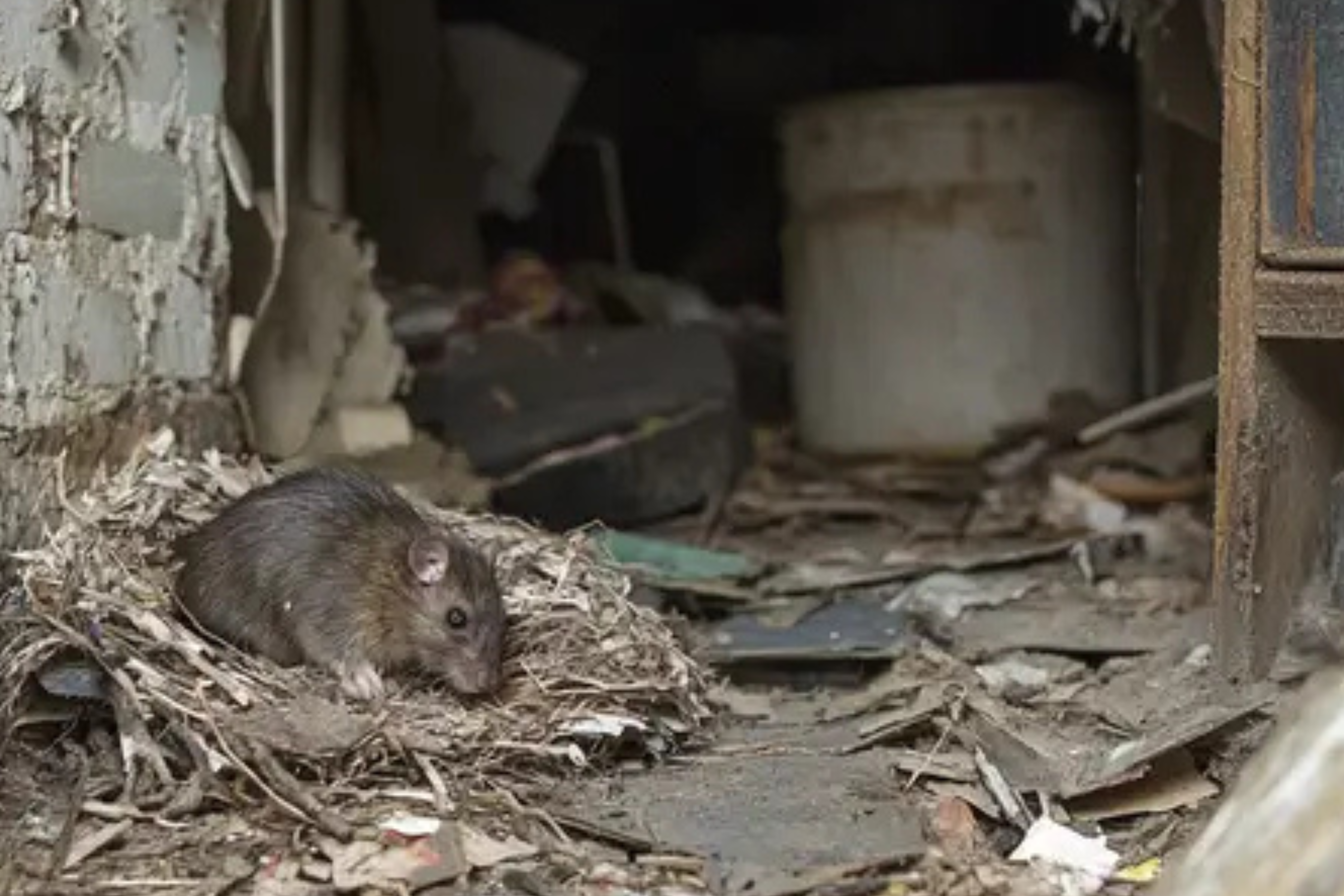 Comment se débarrasser des rats ? Le guide complet