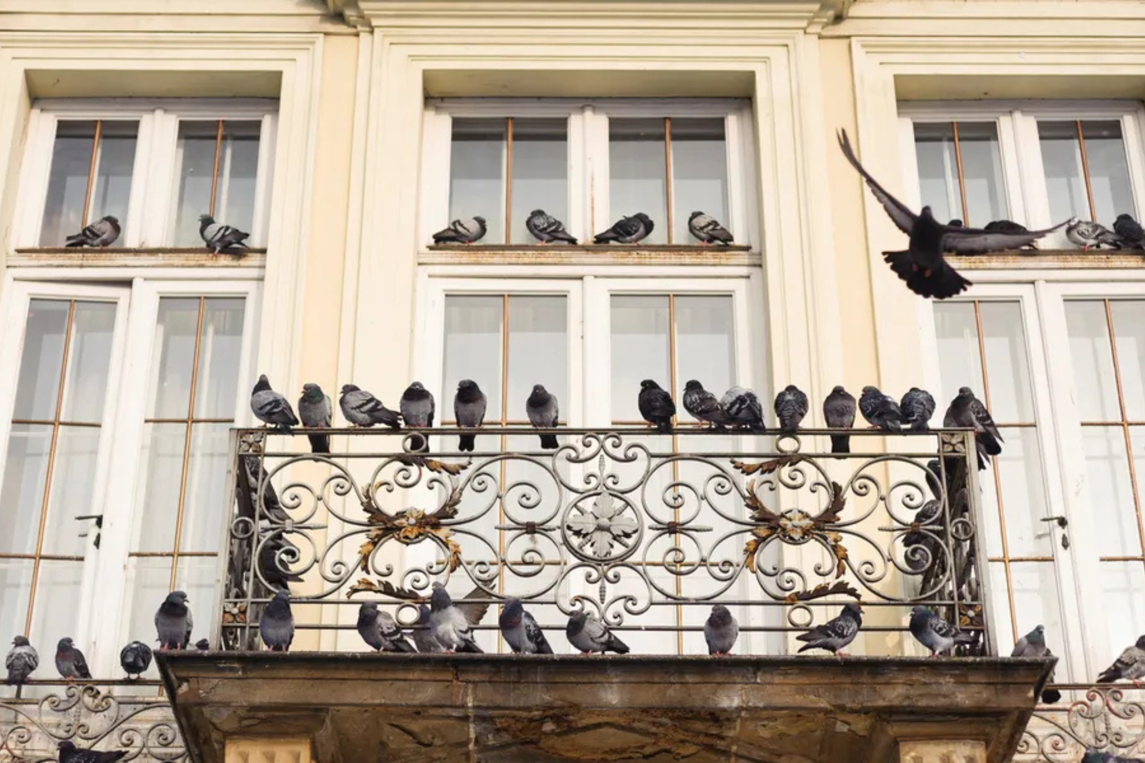 Comment éloigner les pigeons d’un balcon ?