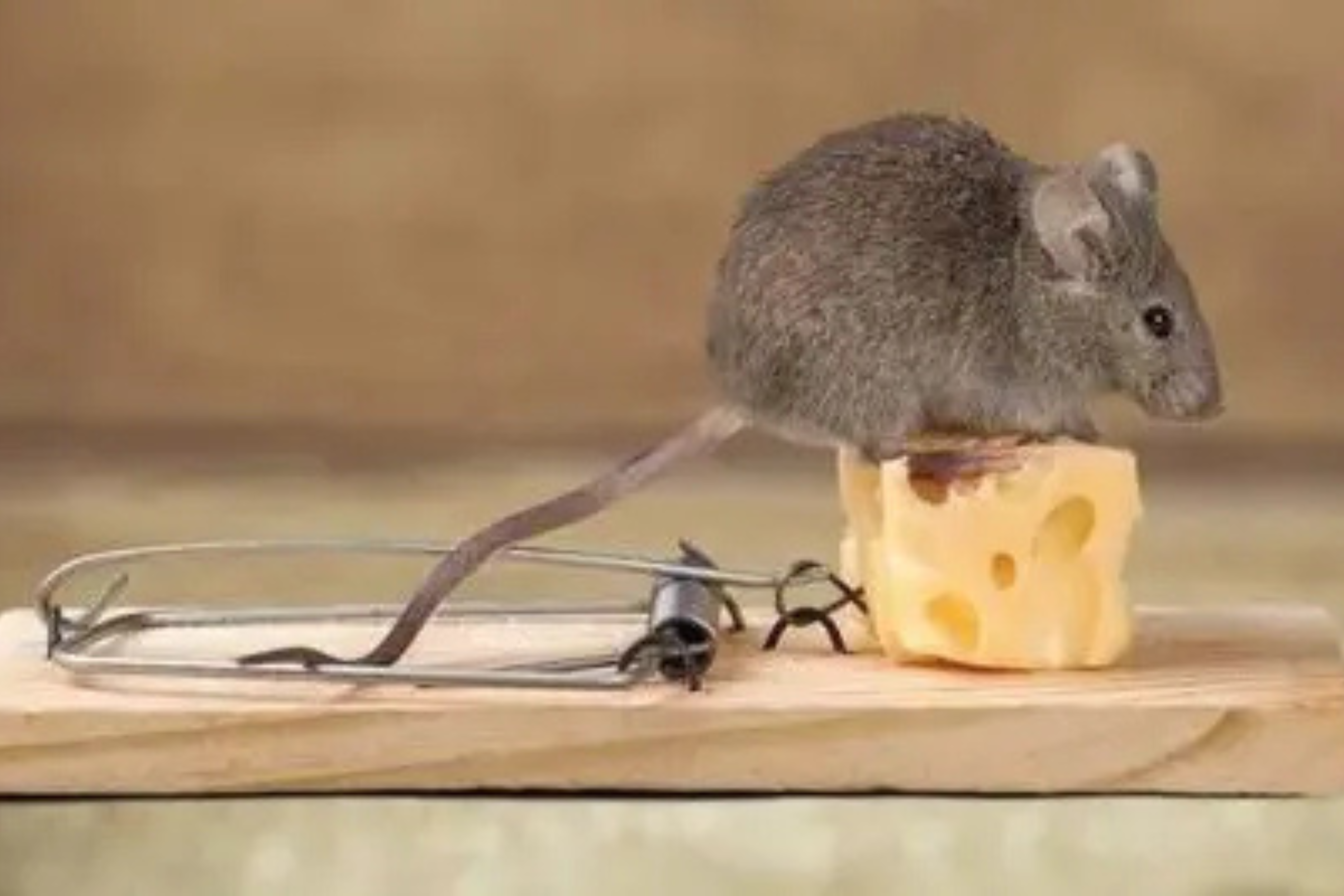 Pièges à rats : quelles solutions choisir ?