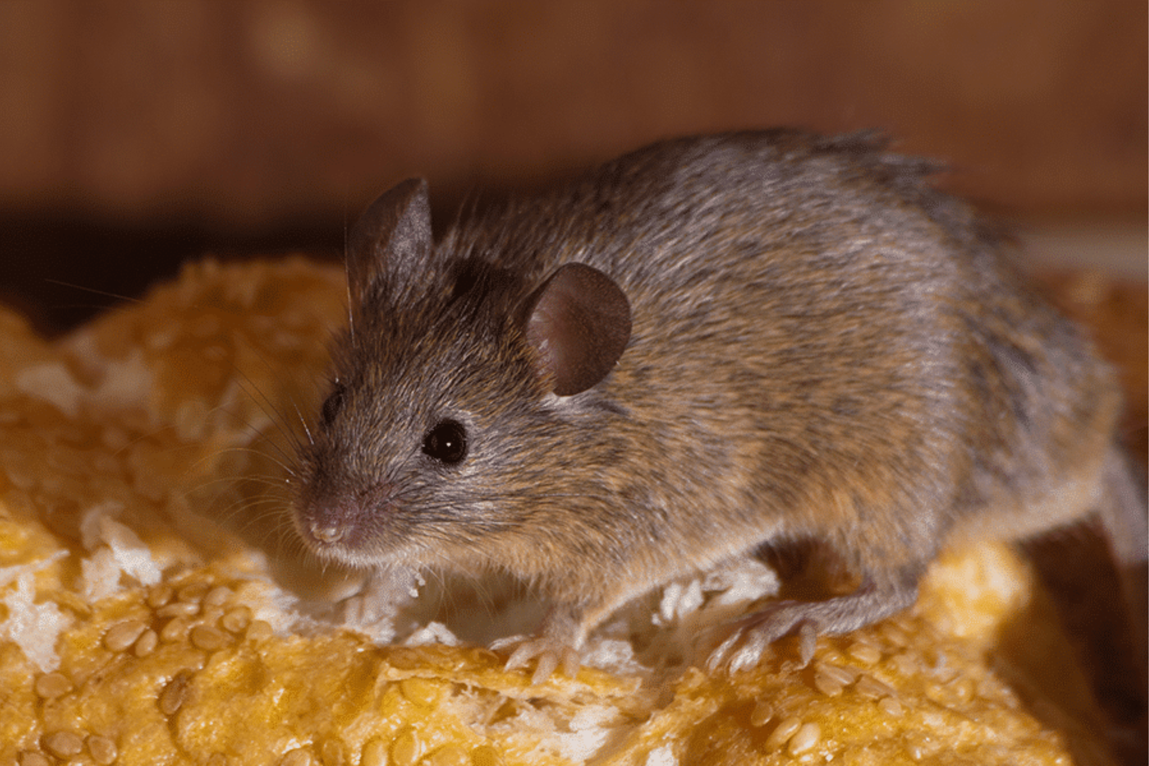 Prévention contre les rats : les bons gestes à adopter