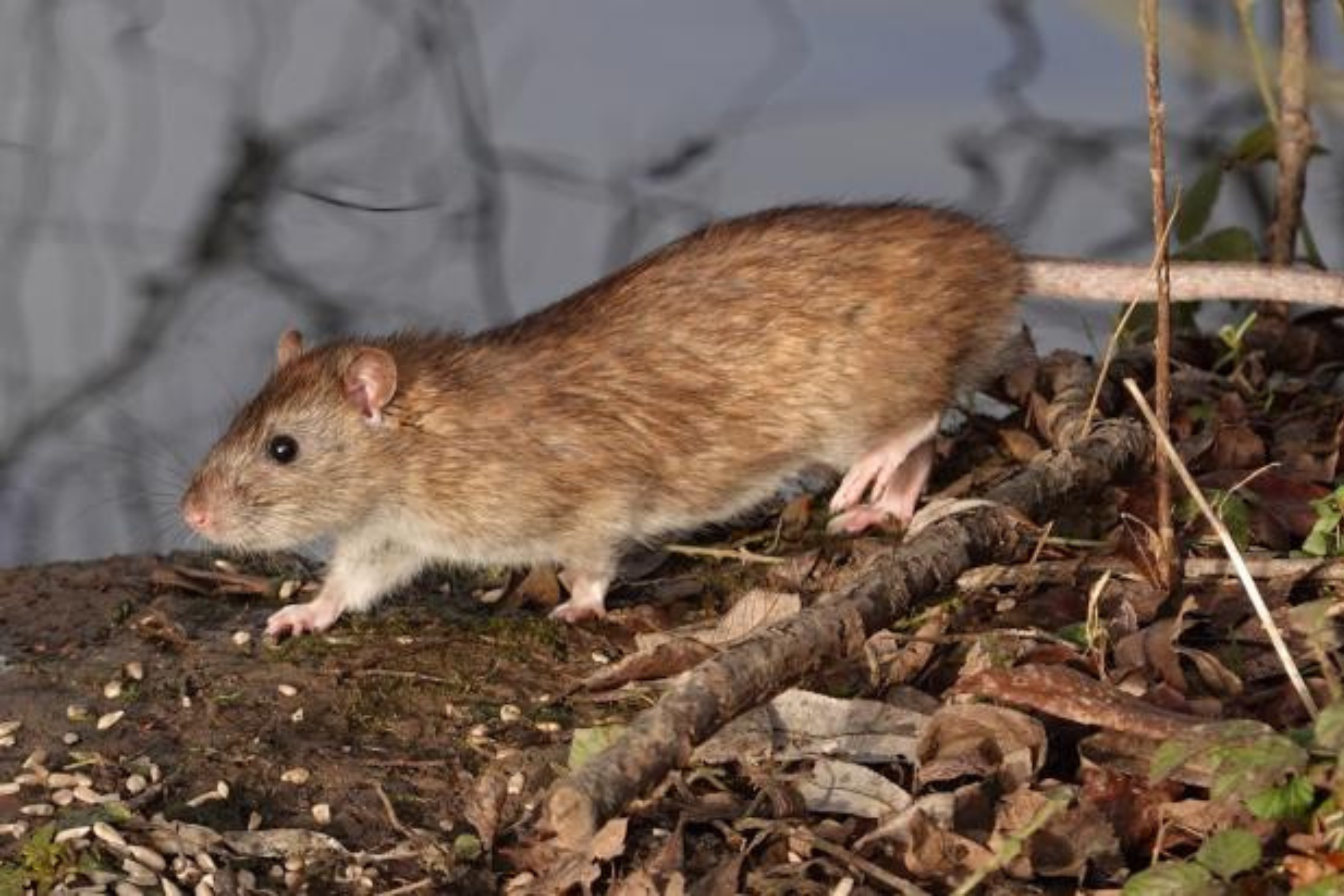 Rats dans la maison ou le jardin : signes, risques et solutions