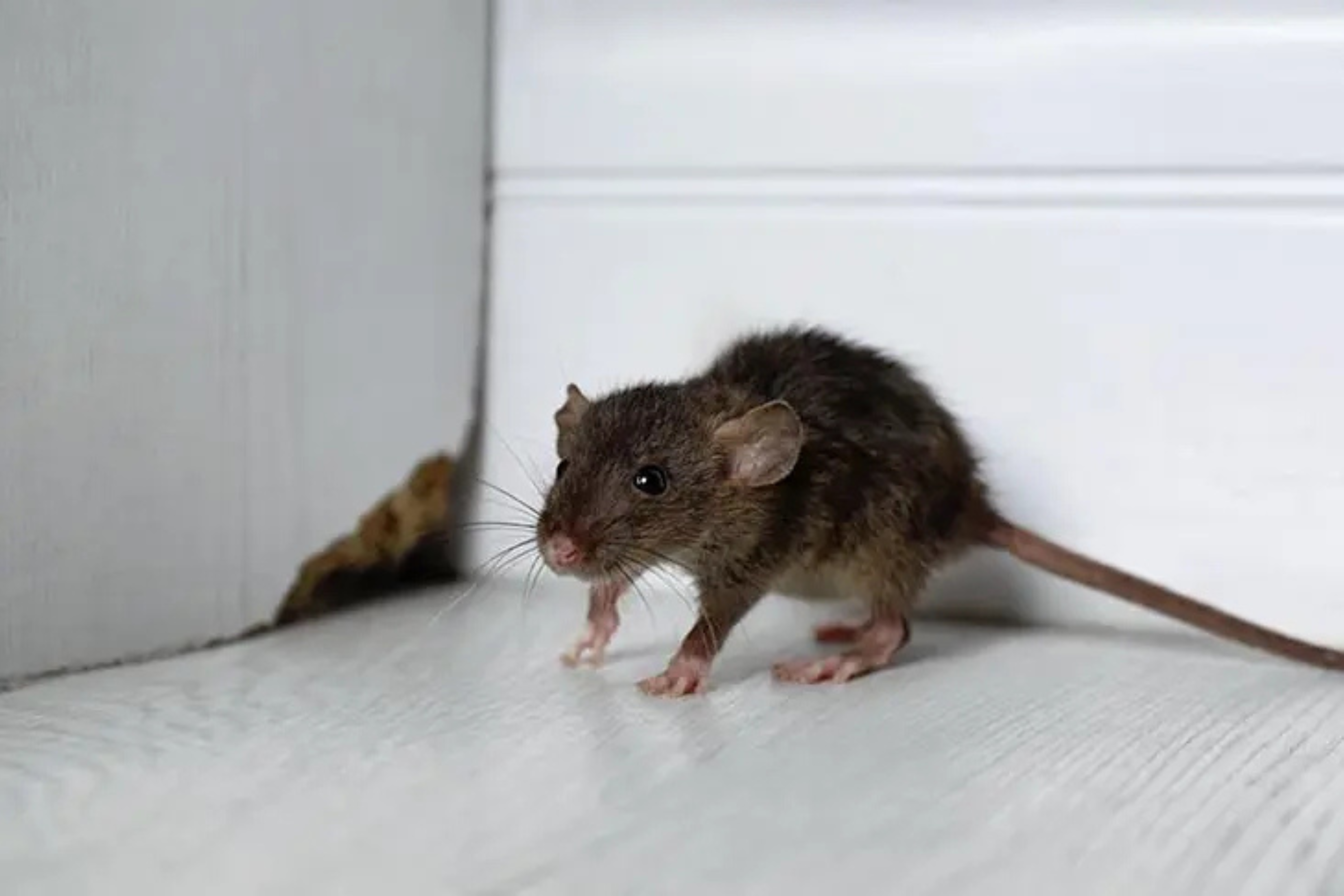 Répulsifs souris : sont-ils vraiment efficaces ?